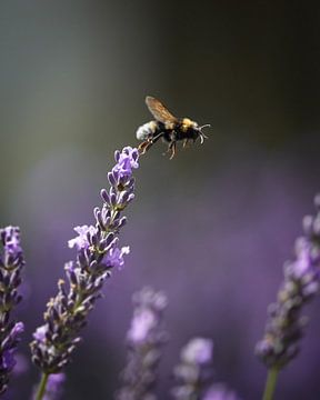 Bumblebee in flight by Tom Zwerver