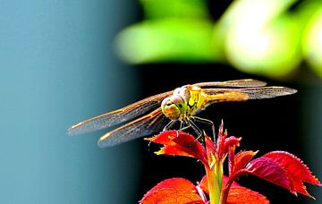 Libelle by Niek Slagter