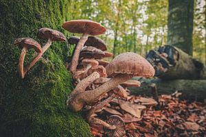 Mushrooms by rosstek ®