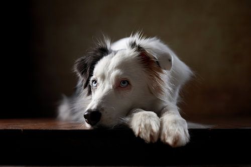 Australian Shepherd van Jana Behr