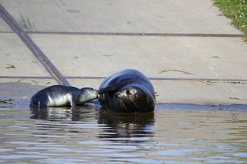 Mother seal feeds her young