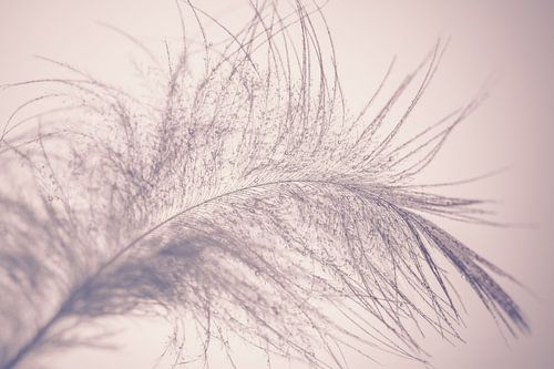 Zacht kippen veertje met waterdruppels in roze en grijs