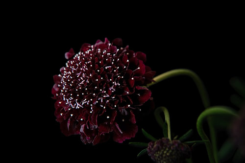 Noir Blossom
