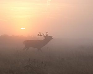 Misty Morning Stag, Greg Morgan von 1x