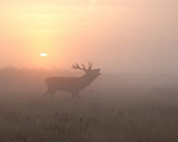 Misty Morning Stag, Greg Morgan by 1x