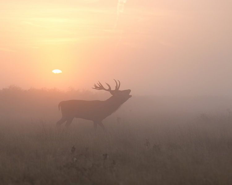 Matin brumeux Stag, Greg Morgan par 1x