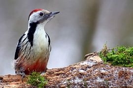 Middle Spotted Woodpecker by Heiko Lehmann