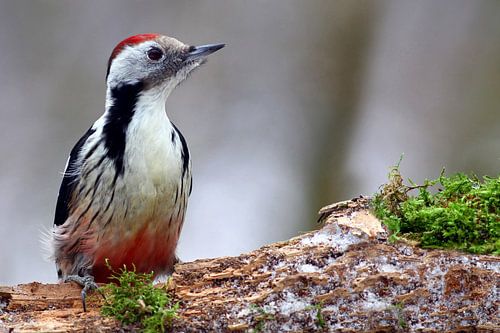 Midden gevlekte specht