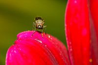 Vlieg op bloem