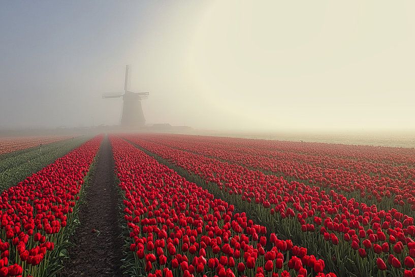Red tulip field in the fog near obdam by peterheinspictures