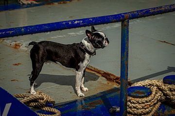 Le chien du skipper sur Annemarie Bruil