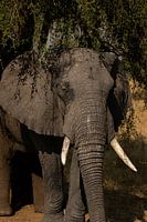 Zwischen Erde und Himmel - Die Elefanten des Tals