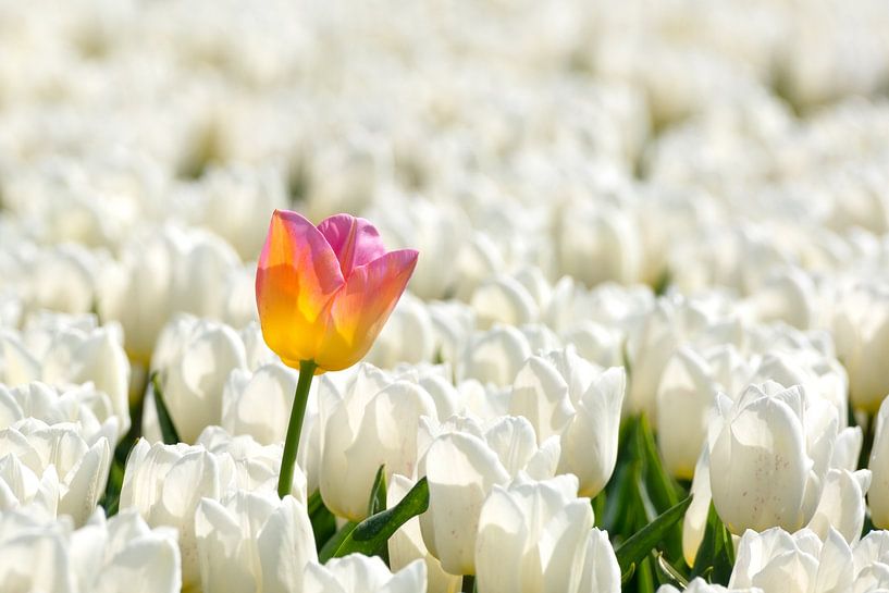 stray tulip by Hilda booy