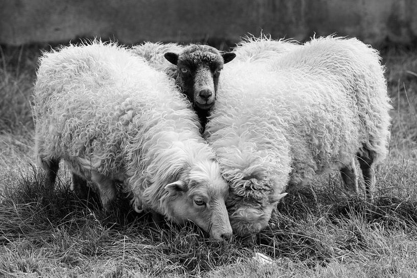 Moutons par Marian Sintemaartensdijk
