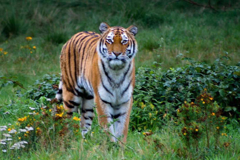 Tiger von Pieter van Dijken