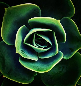 DARKSIDE OF SUCCULENTS XIV