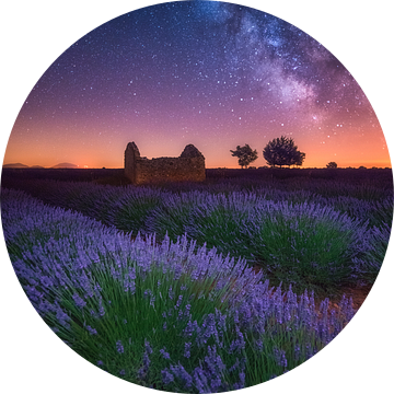 Een Lavendel Nacht van Albert Dros