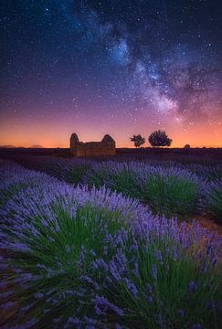 A Lavender Night by Albert Dros