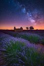 A Lavender Night by Albert Dros thumbnail