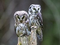 Deux tétraonidés dans la forêt