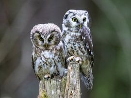Two rough-legged owls in the forest