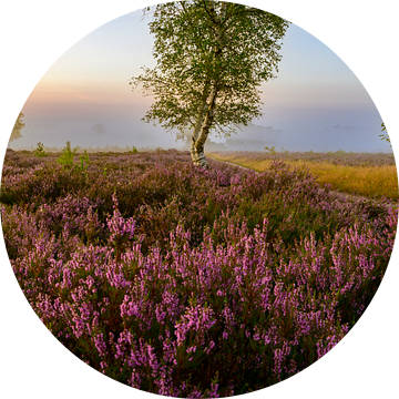 Zonsopgang boven een heidelandschap