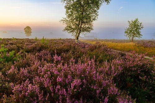 Zonsopgang boven een heidelandschap