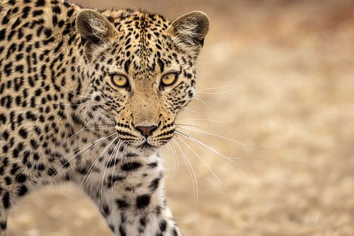 Oog in oog met het luipaard