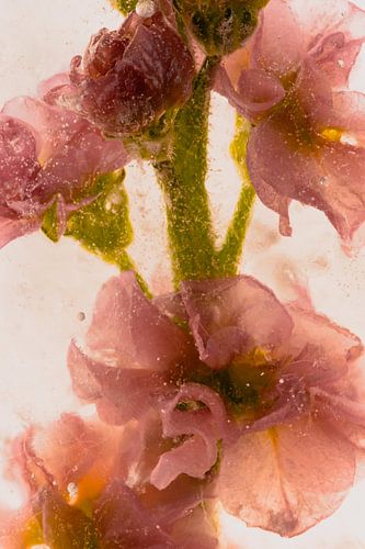 Levkojen dans la glace 3