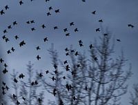 Dutch Birds