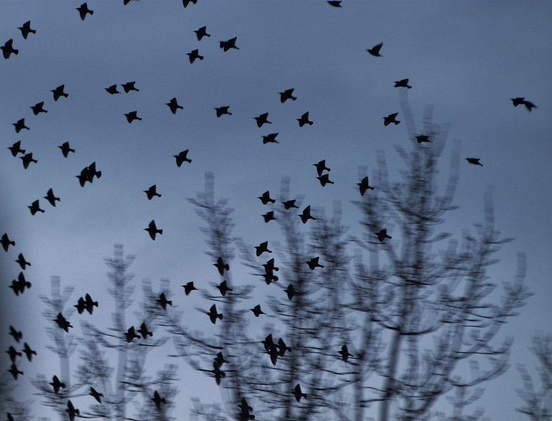 Dutch Birds by Frank Vincenten