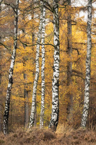 The Birches by Max ter Burg Fotografie