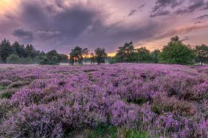 Bloeiende heide bij Den Treek in Leusden