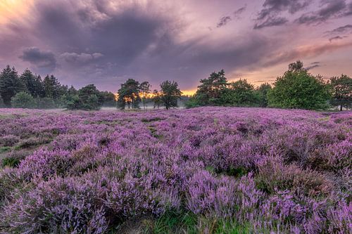 Bloeiende heide bij Den Treek in Leusden by Dennisart Fotografie