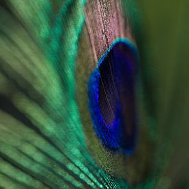 Peacock feather by Siska Heus