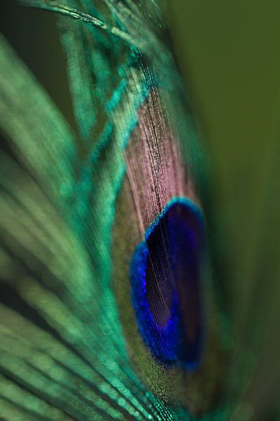 Peacock feather by Siska Heus