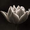 Zwart Wit tulp | Kracht en schoonheid | Stilleven van Wandeldingen