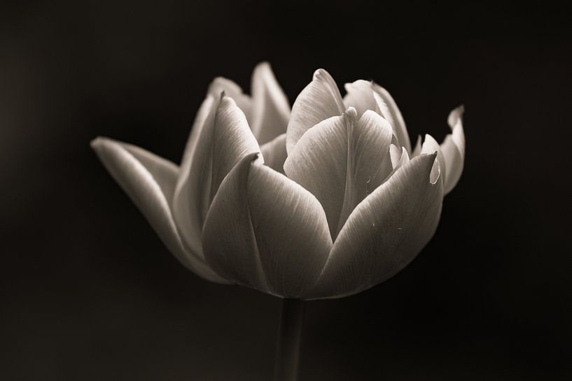 Schwarze und weiße Tulpe | Kraft und Schönheit | Stilleben von Wandeldingen