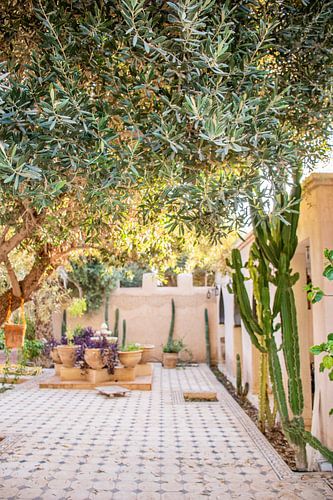 Riad in Marokko met olijfboom