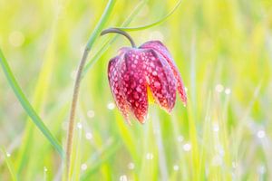 Kievitsbloem