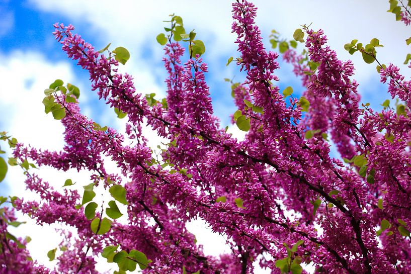Spring awakening by Thomas Jäger