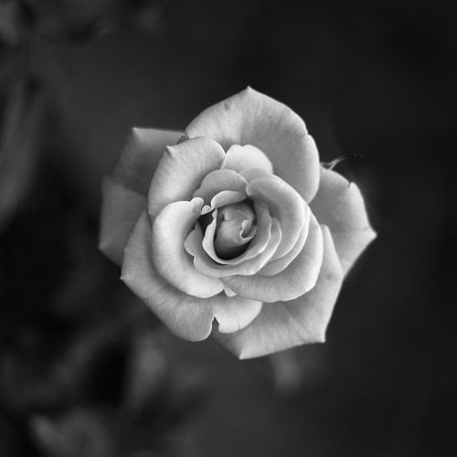 The Rose (Black and white)