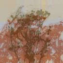 Botanische Kunst. Blumen in khaki und rotbraun. von Dina Dankers Miniaturansicht