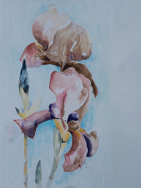 Reuzeniris by Monique Londema