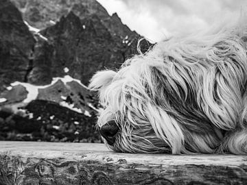 Langharige hond in de bergen