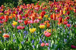 Blumenmeer