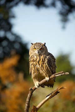 Hibou sur Bertine - love for photography