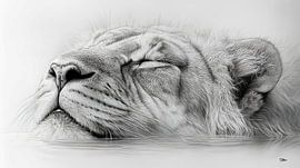 dessin au crayon sur Gelissen Artworks