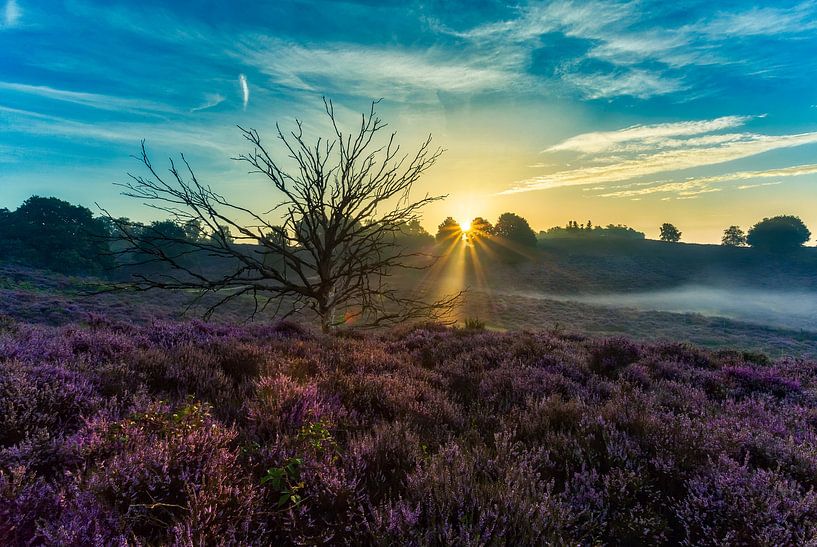 Posbank - Nederland by Roy Poots