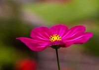 Cosmea Blume rosa/rot